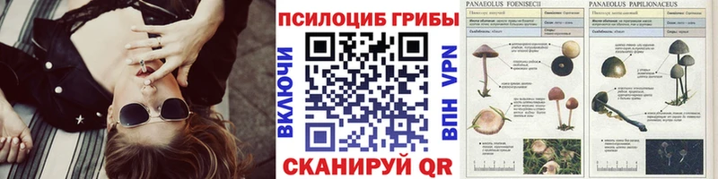 купить наркотик Шарыпово Псилоцибиновые грибы Psilocybe
